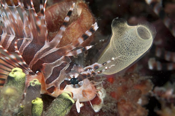 Zebra turkeyfish