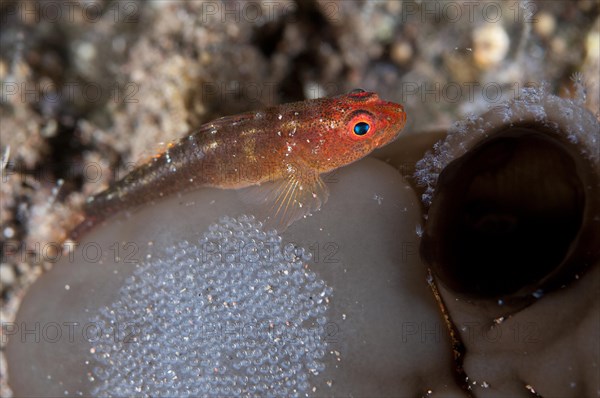 Common Ghostgoby