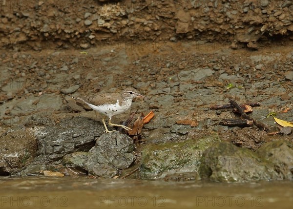 Spotted Sandpiper