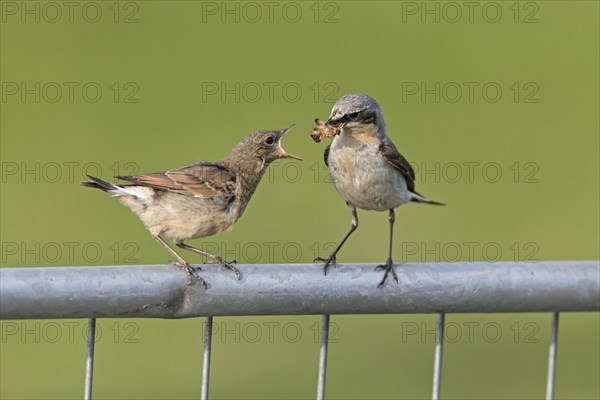 Northern northern wheatear