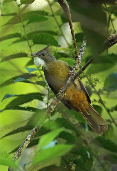 Ochraceous Bulbul