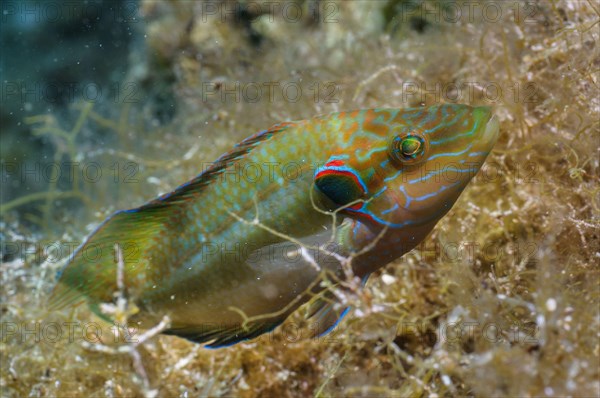 Ocellated Wrasse