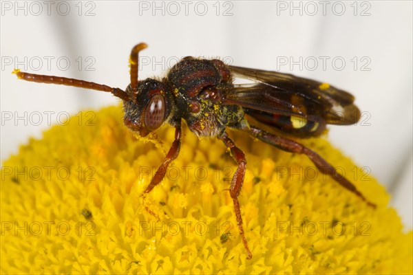 Red-horned nomad bee