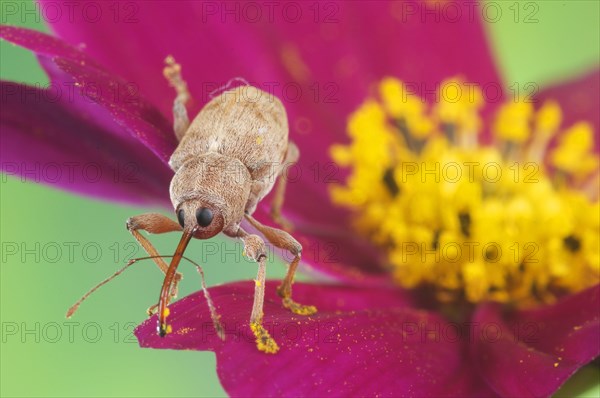 Adult chestnut weevil