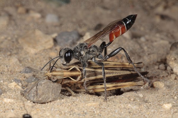 Sand Wasp