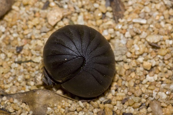 Black Pill Millipede