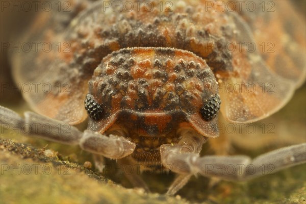 Common Rough Woodlouse