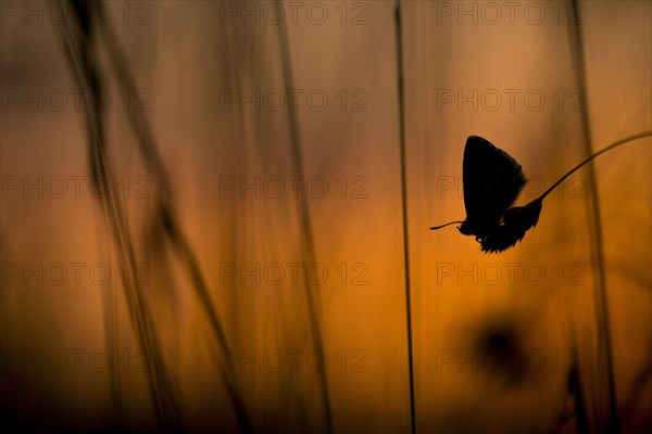 Common Blue