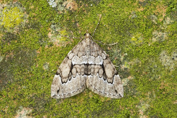 Grey Pine Carpet