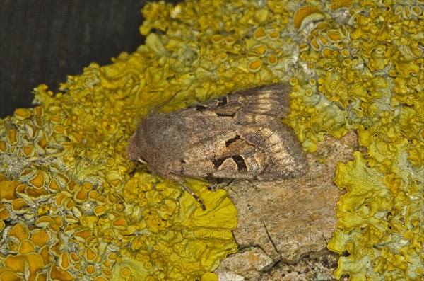 Hebrew Character