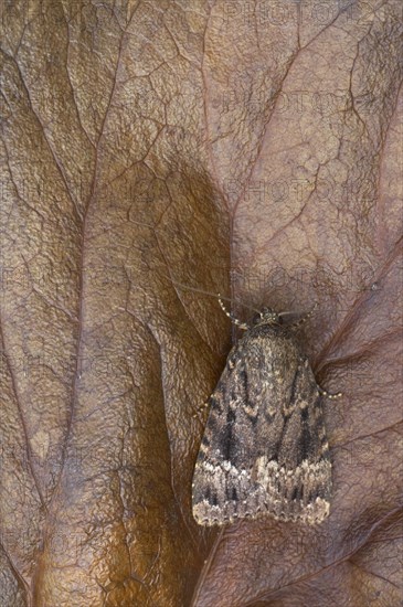 Copper underwing