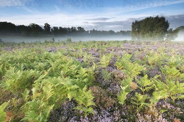 Bracken