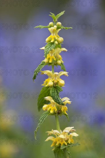 Flowering Yellow Archangel