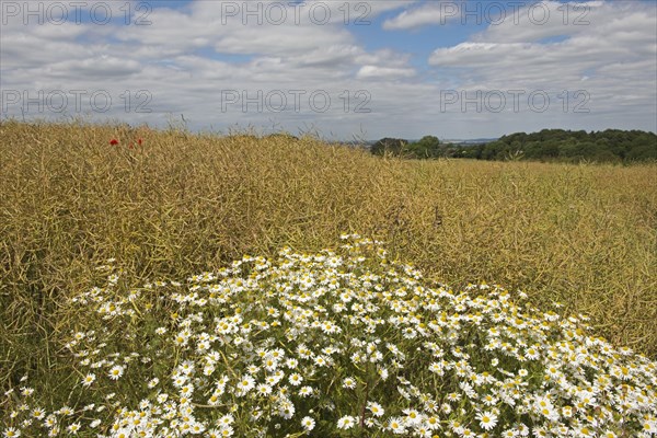 Scentless Mayweed