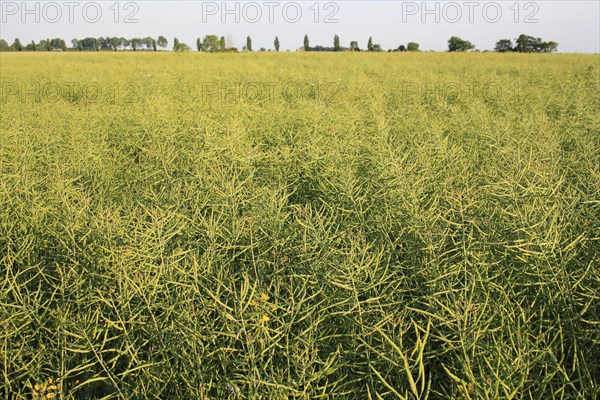 Oilseed Rape