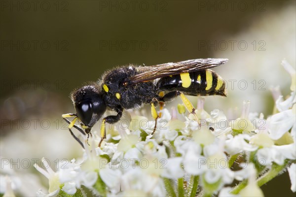 Square-headed wasp