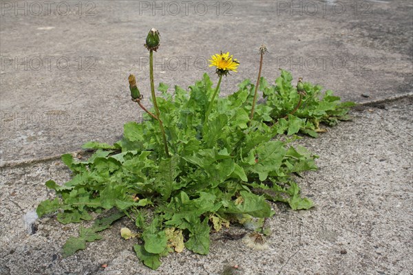 Common Dandelion