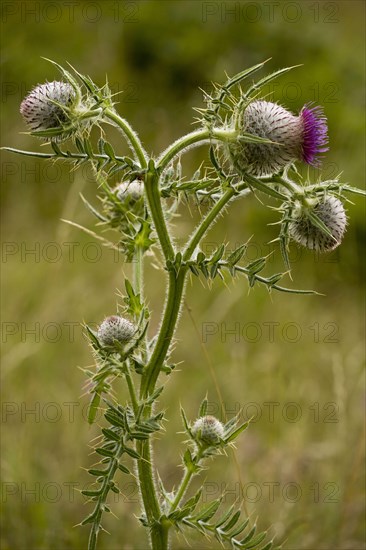 Woolly Thistle