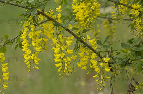 Common Laburnum