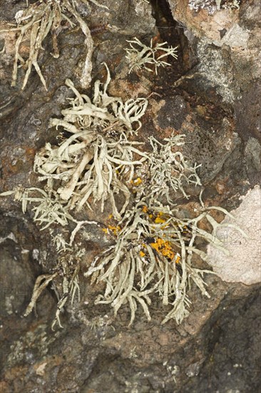 Sea Ivory Lichen