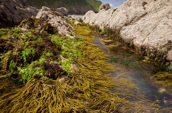 Brown tuning forkwort