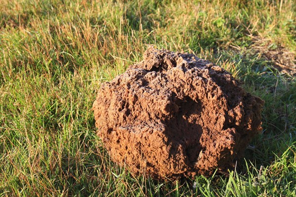 Giant giant puffball