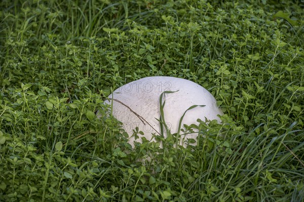 giant puffball