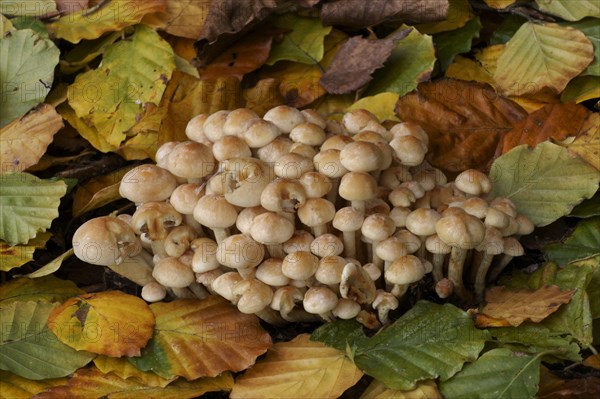 Sulphur Tuft