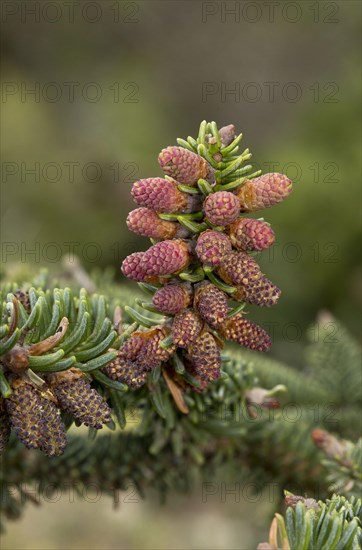 Spanish fir