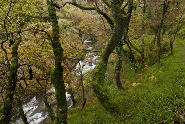 Sessile oak