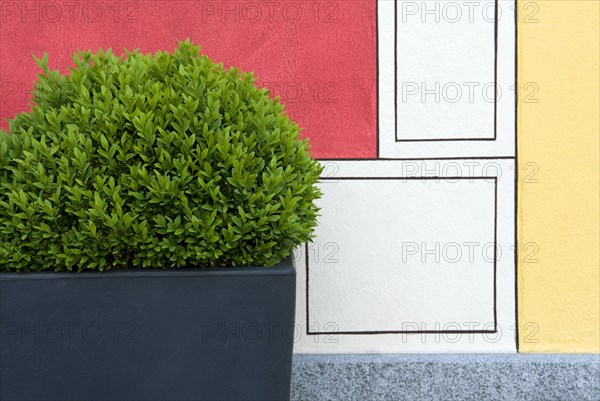 Buxus common box