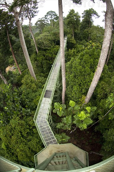 Canopy walkway through trees