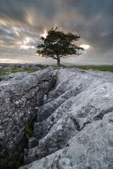 Limestone cliffs and common hawthorn