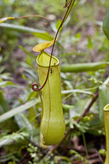 (Nepenthes distillatoria), pitcher plant, sri lanka