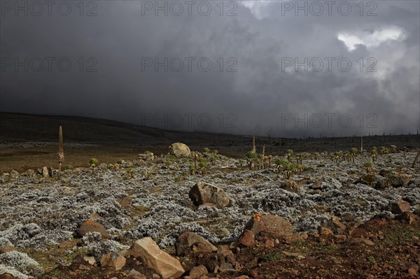 View of storm clouds over Afroalpine habitat