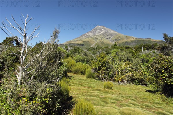 Vegetation on approach to base of stratovolcano