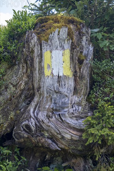 Coloured marker for hiking trail R3 on a tree stump on the Postalm in the Salzkammergut