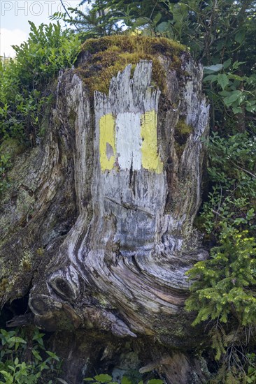 Coloured marker for hiking trail R3 on a tree stump on the Postalm in the Salzkammergut