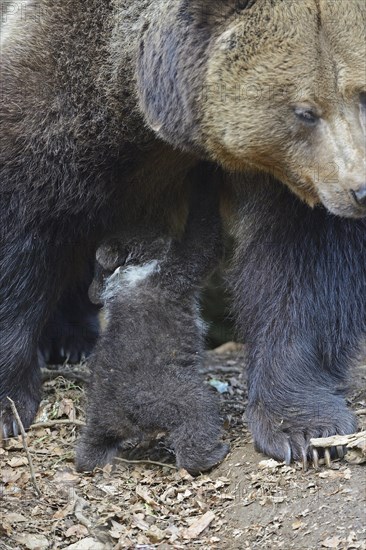 European brown bears