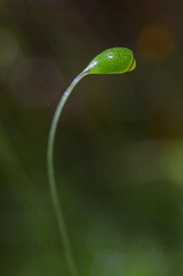 Hairy pear moss