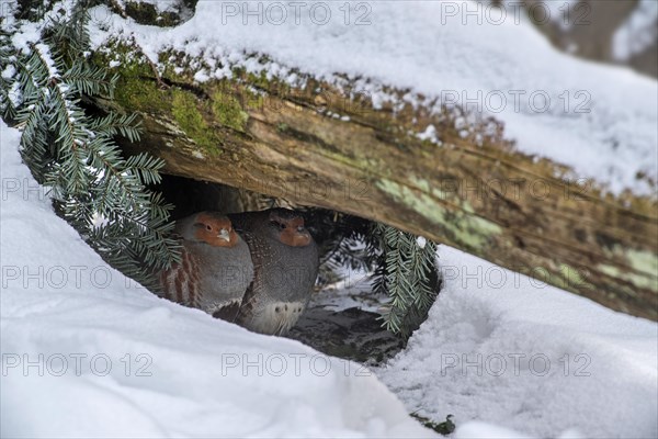 Grey partridge