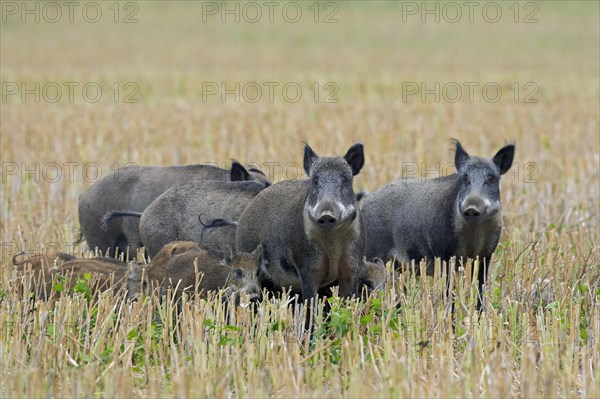 Wild boar