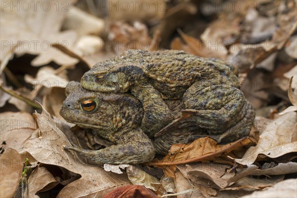 Common toad