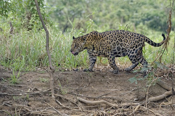 Jaguar