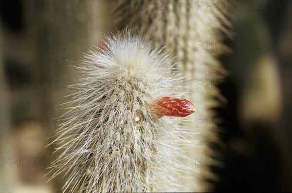 Cleistocactushyalacanthus