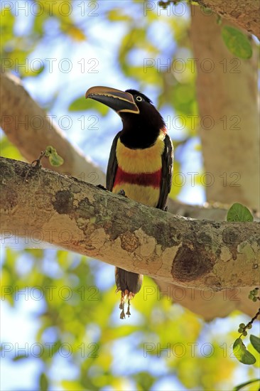 Brown-eared macaw