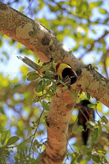 Brown-eared macaw