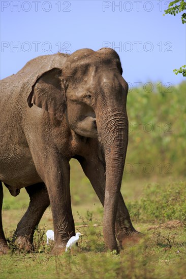 Sri lankan elephant