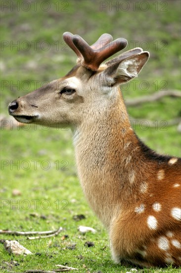 Sika deer