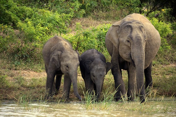 Asian sri lankan elephant